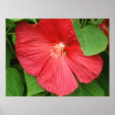 Search for bright flowers posters Tropical