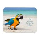 Search for parrot magnets Tropical
