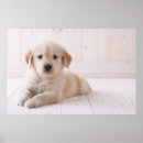 Search for golden retriever posters Cute
