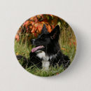 Search for border collie dog badges Lying down