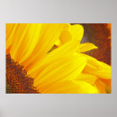 Search for annuals posters Helianthus