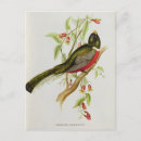 Search for ornithological postcards Gould
