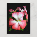 Search for pelargonium Gardening