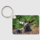 Search for moose key rings Wildlife