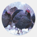 Search for wild turkeys stickers Thanksgiving