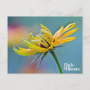 Search for black eyed susans postcards Garden