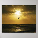 Search for soaring bird posters Sunset