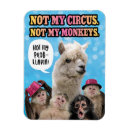Search for circus magnets Monkeys
