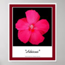 Search for hibiscus posters Flora