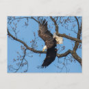 Search for x wing posters Bird