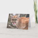Search for catamount cards Big cat
