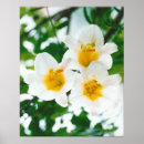Search for lilium posters Lily