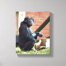 Search for chimpanzees art Wild