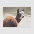Search for alpaca tissue paper Llama