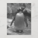Search for leslie postcards Black