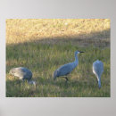 Search for crane bird posters Nature