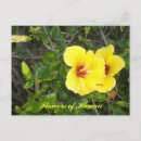 Search for hibiscus flower postcards Nature