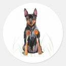 Search for miniature pinscher stickers Pet