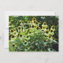 Search for cone flowers cards Floral