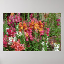 Search for summer festival posters Flowers