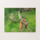 Search for wildlife photography puzzles Deer