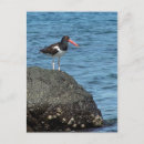Search for catcher postcards Bird