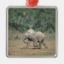 Search for africa christmas tree decorations National park