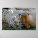 Search for sleepy kitty White
