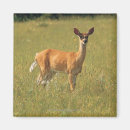 Search for white tailed deer North america