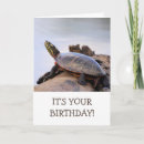 Search for turtle shell cards Wildlife