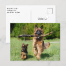 Search for german shepherds postcards Puppies
