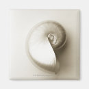Search for nautilus magnets Sealife
