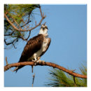 Search for osprey bird posters Wild