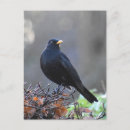 Search for black feathers postcards Bird