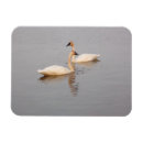 Search for swan magnets Wildlife