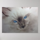 Search for ragdoll posters Blue