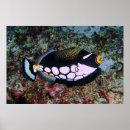 Search for triggerfish posters Coral