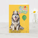 Search for husky birthday cards Pets