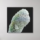 Search for electronic microscope art Microscopic