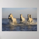Search for herd posters Wild