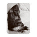 Search for gorilla magnets Silverback