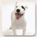 Search for dog cork coasters Mammal