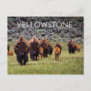 Search for yellowstone bison postcards Souvenir