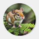 Search for hopping magnets Australian