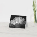 Search for gerbera daisy cards Botanical