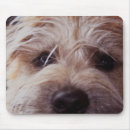 Search for wheatens mousepads Puppy