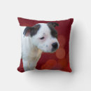 Search for bull cushions Dog