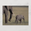 Search for african nations postcards Animal