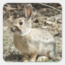 Search for cottontail rabbit stickers Bunnies