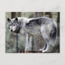 Search for stumping postcards Photography